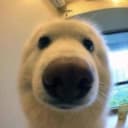 Boop logo